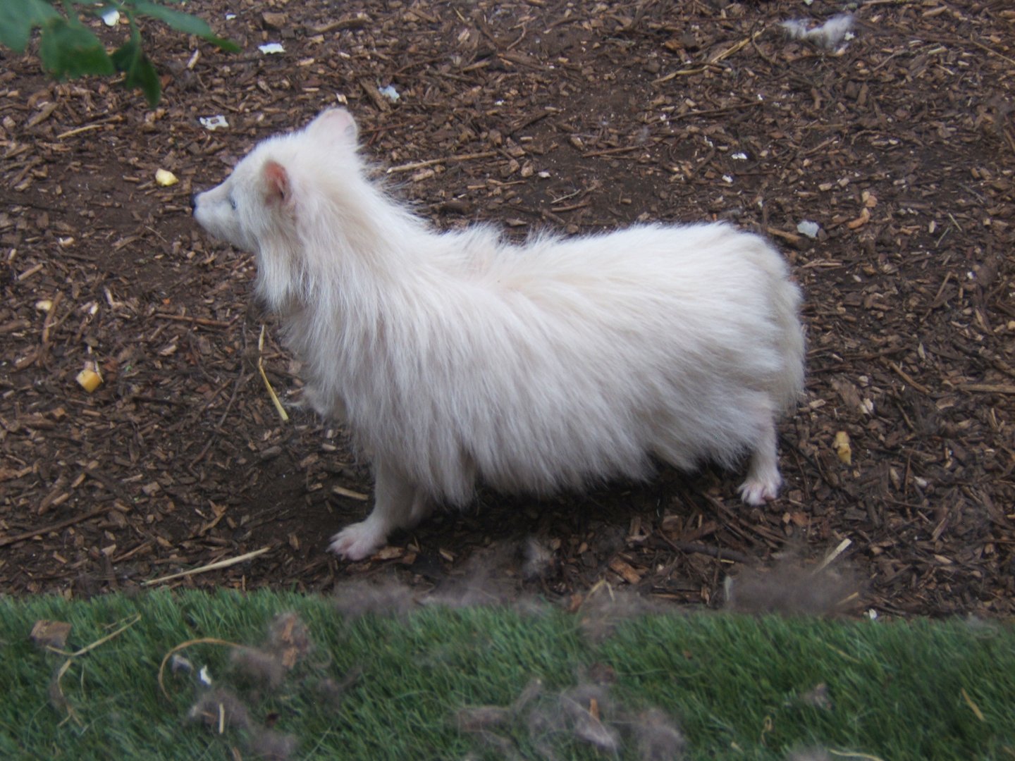 27/5/2017 Raccoon Dog