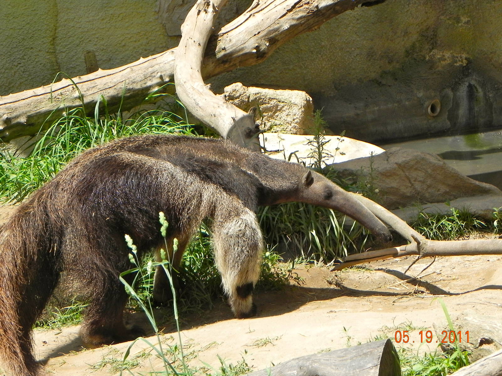 27 year old anteater