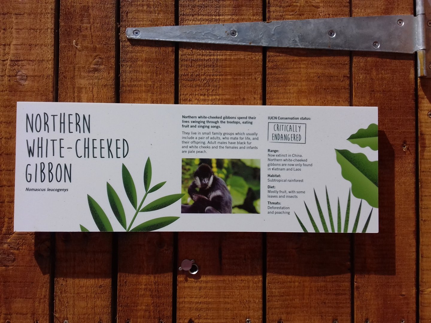 27th May 2017 - Gibbon enclosure