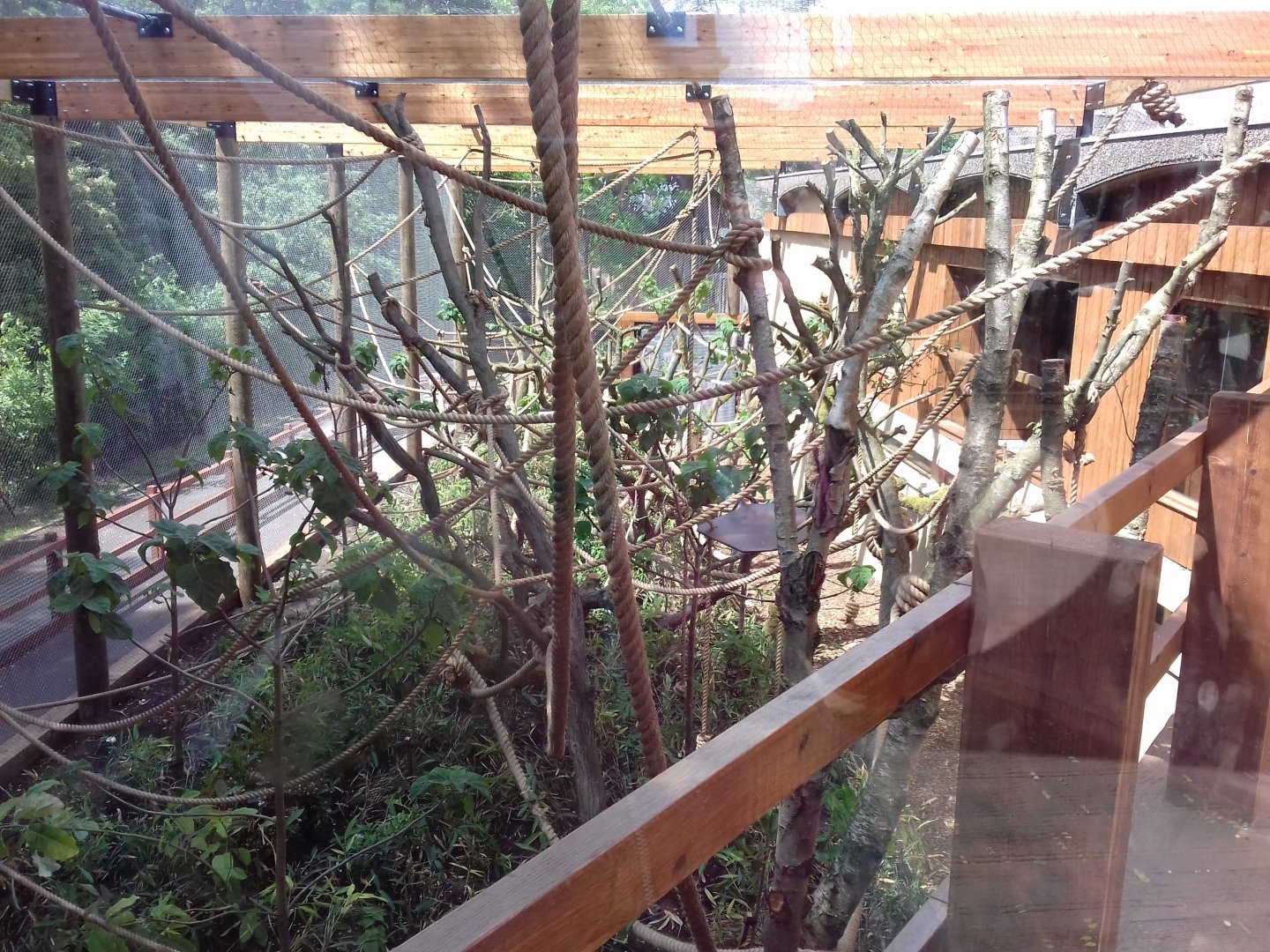 27th May 2017 - Gibbon enclosure