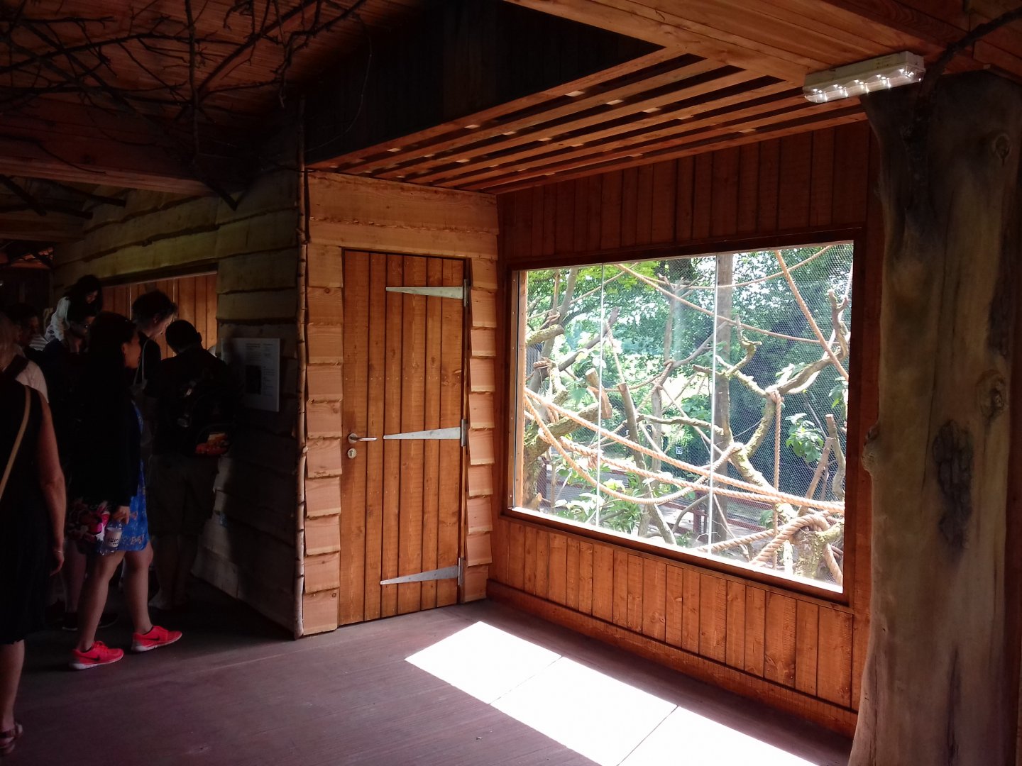 27th May 2017 - Gibbon enclosure