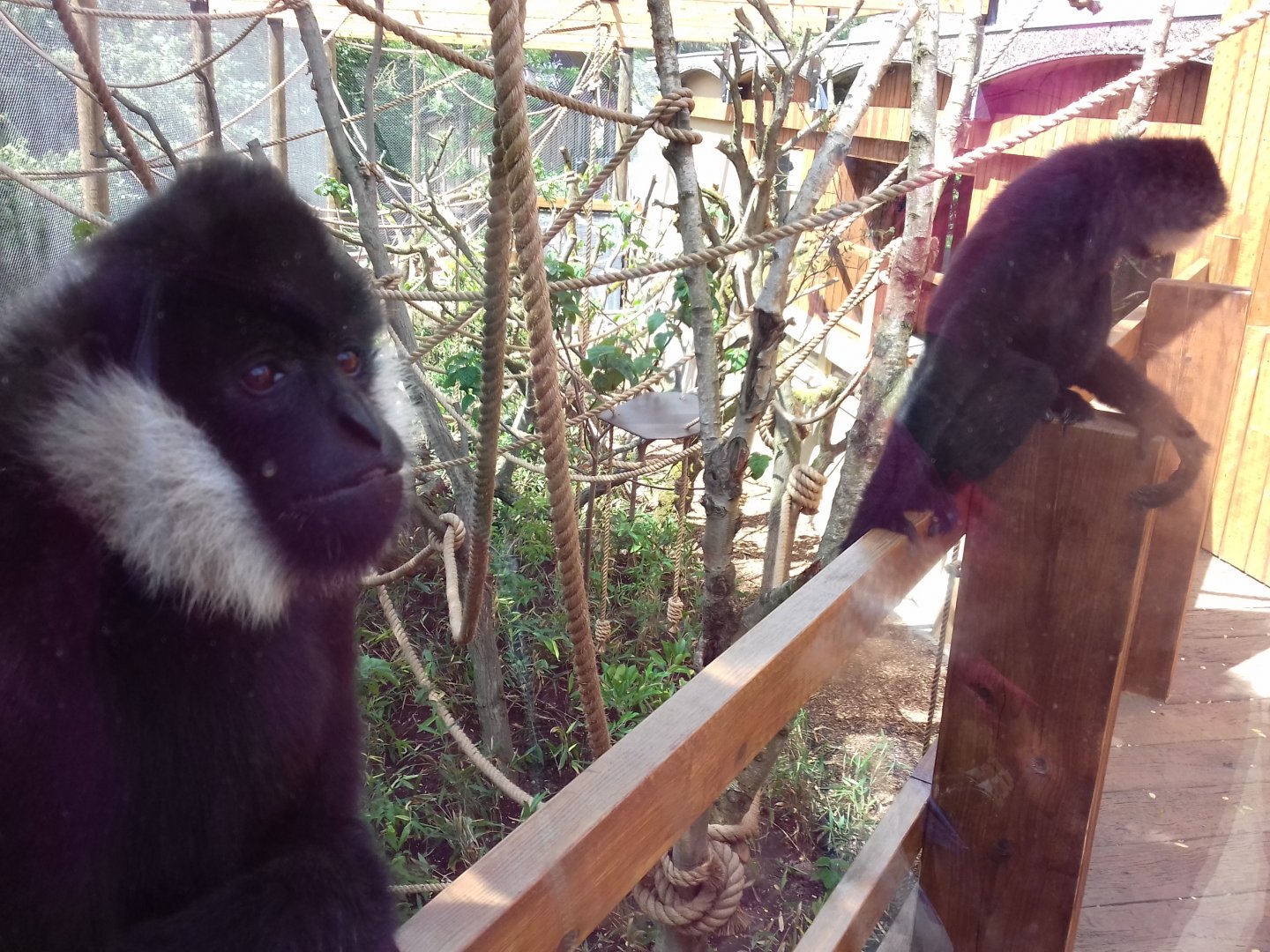 27th May 2017 - Gibbon enclosure
