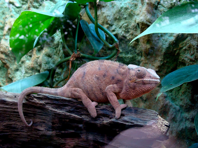 28.01.2012 Zoo Wroclaw