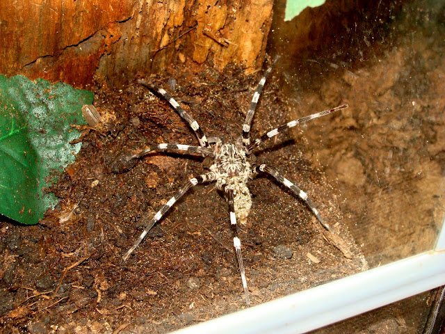 28.01.2012 Zoo Wroclaw