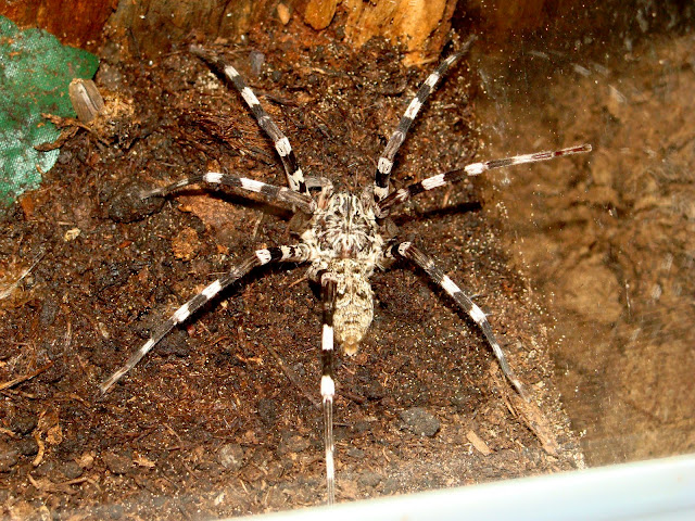 28.01.2012 Zoo Wroclaw