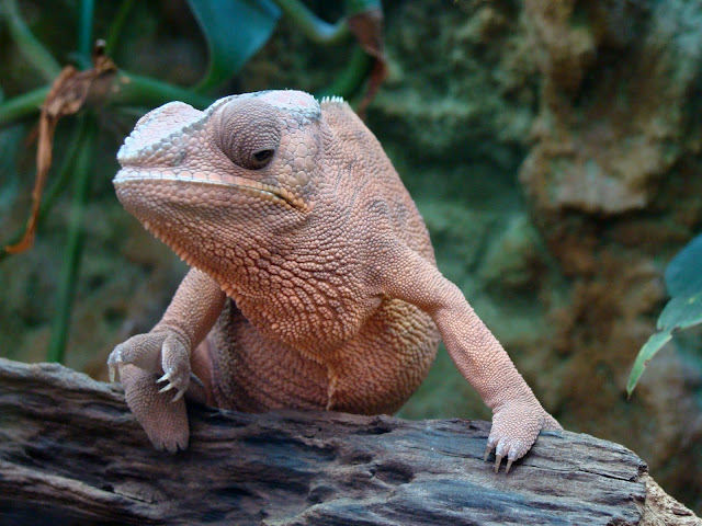 28.01.2012 Zoo Wroclaw