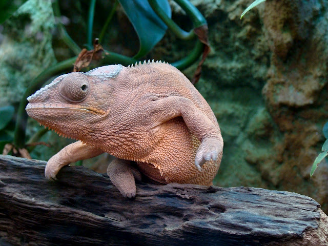 28.01.2012 Zoo Wroclaw