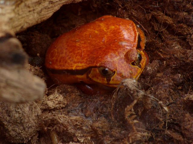 28.01.2012 Zoo Wroclaw