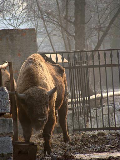 28.01.2012 Zoo Wroclaw