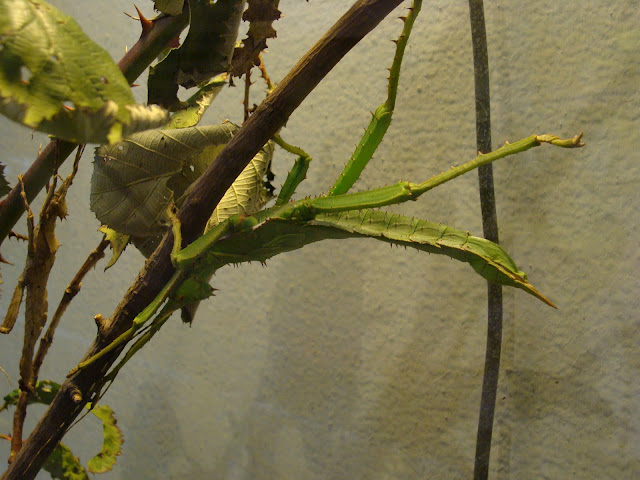 28.01.2012 Zoo Wroclaw