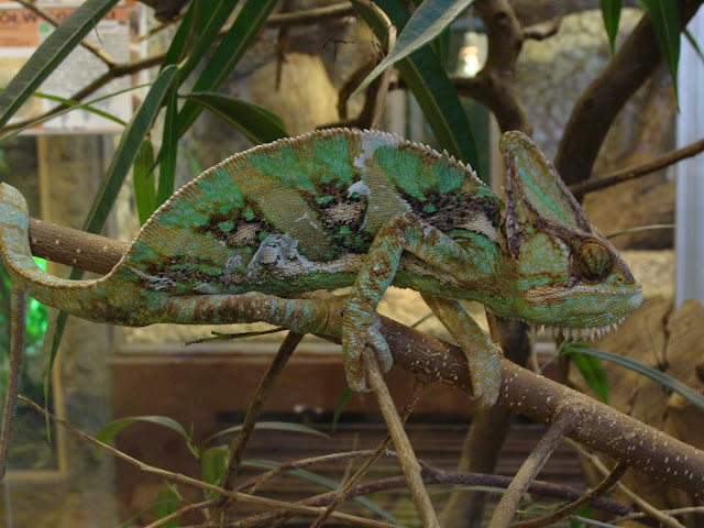 28.01.2012 Zoo Wroclaw