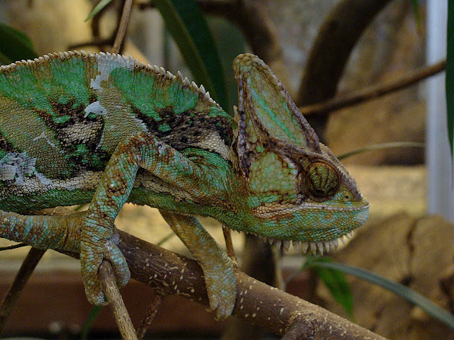 28.01.2012 Zoo Wroclaw