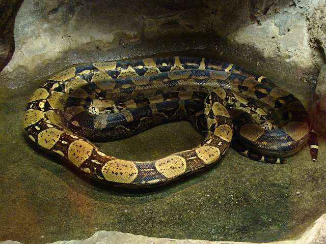 28.01.2012 Zoo Wroclaw