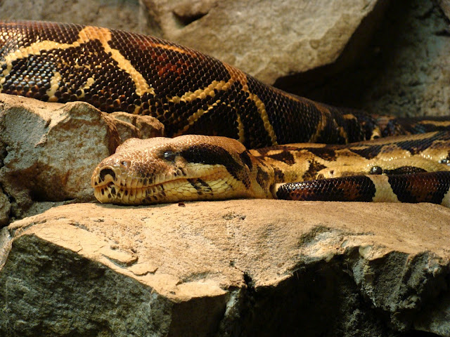 28.01.2012 Zoo Wroclaw