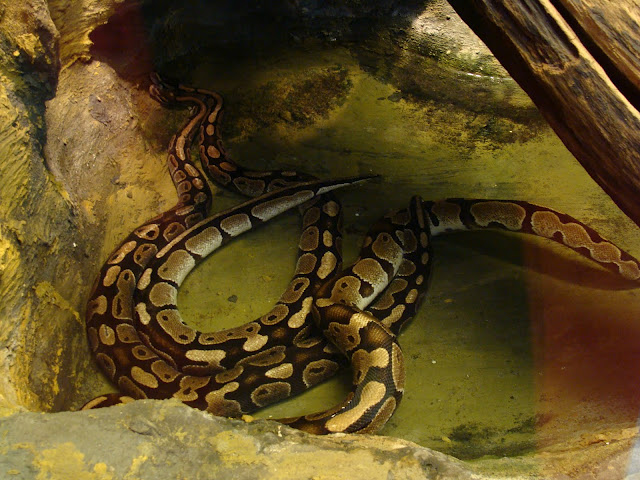 28.01.2012 Zoo Wroclaw