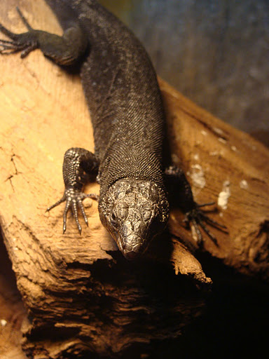 28.01.2012 Zoo Wroclaw