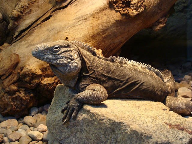 28.01.2012 Zoo Wroclaw