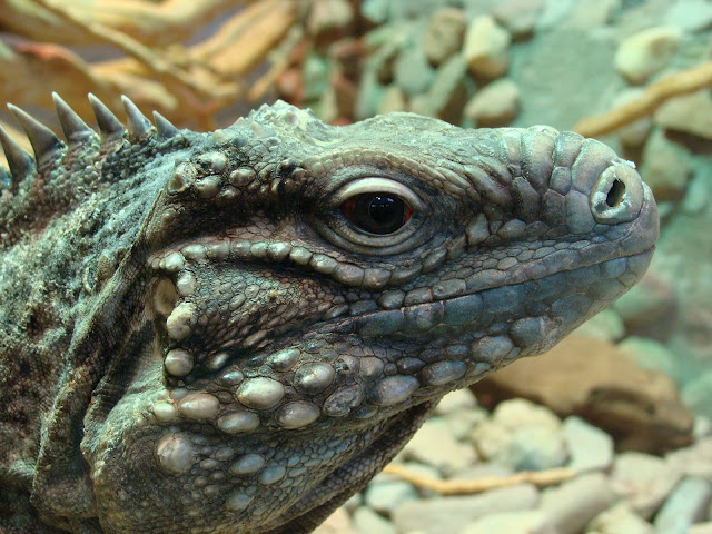 28.01.2012 Zoo Wroclaw