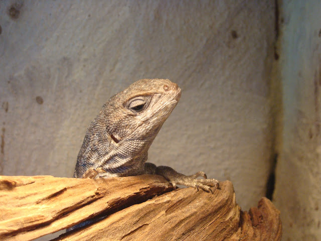 28.01.2012 Zoo Wroclaw