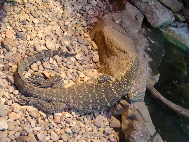 28.01.2012 Zoo Wroclaw