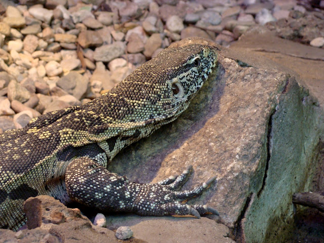 28.01.2012 Zoo Wroclaw