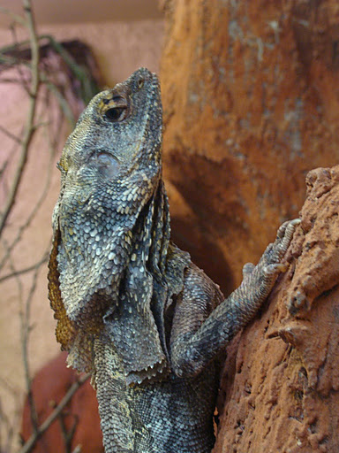 28.01.2012 Zoo Wroclaw