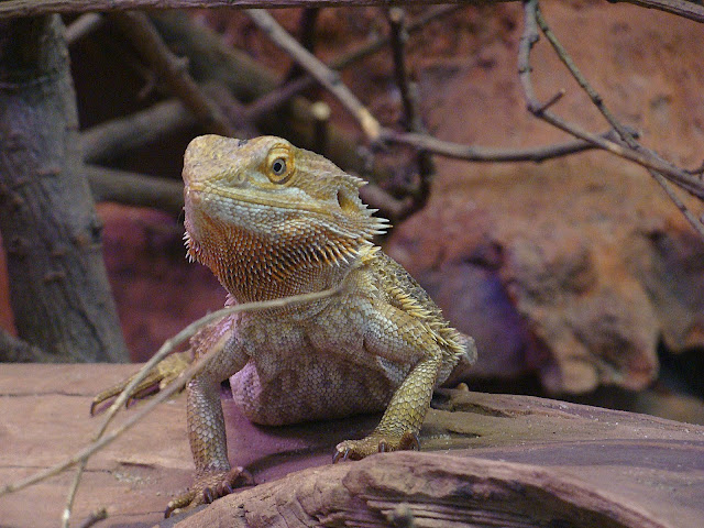 28.01.2012 Zoo Wroclaw