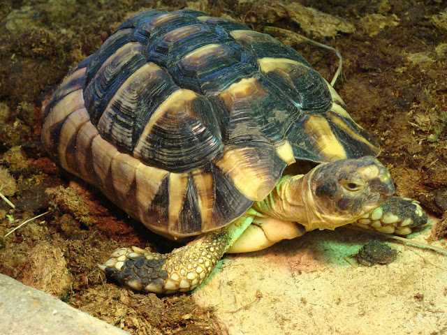 28.01.2012 Zoo Wroclaw