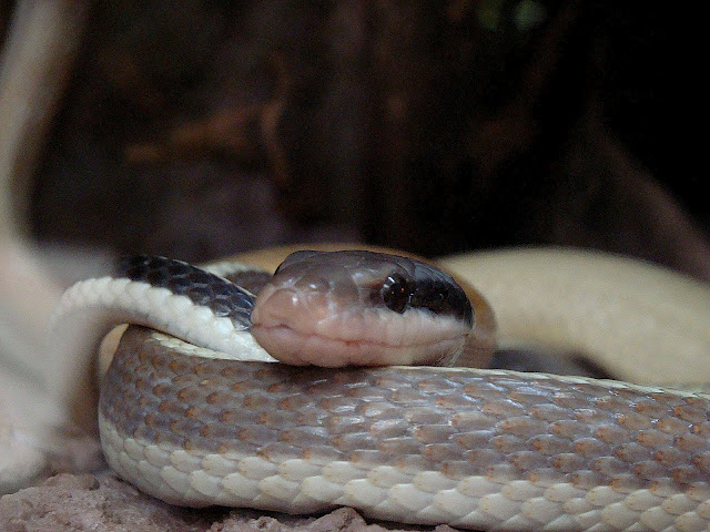 28.01.2012 Zoo Wroclaw