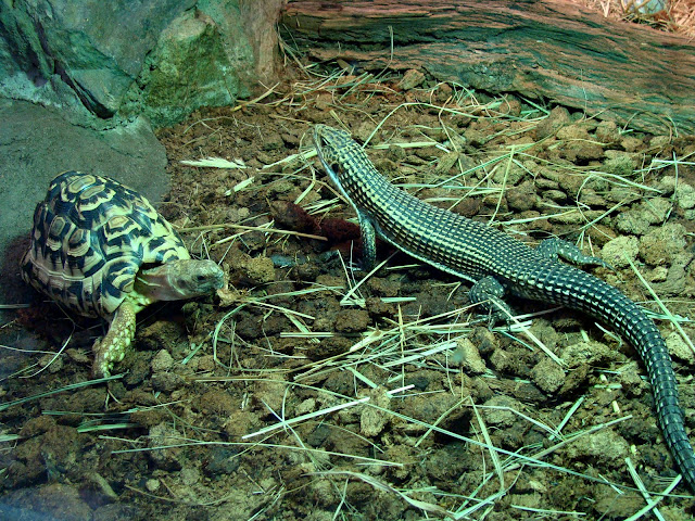 28.01.2012 Zoo Wroclaw