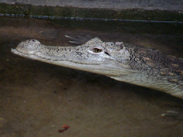 28.01.2012 Zoo Wroclaw