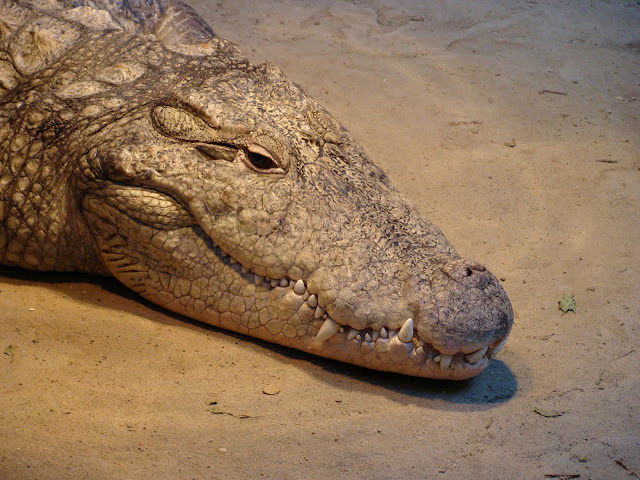 28.01.2012 Zoo Wroclaw