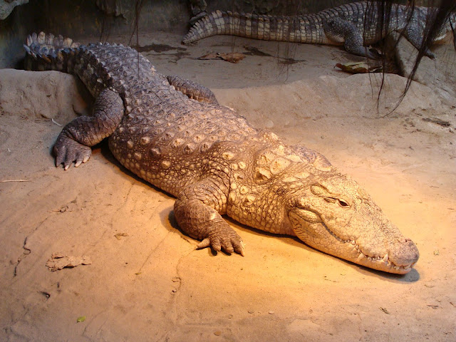 28.01.2012 Zoo Wroclaw