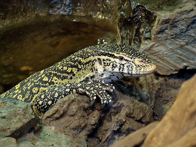 28.01.2012 Zoo Wroclaw