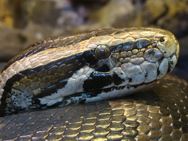 28.01.2012 Zoo Wroclaw