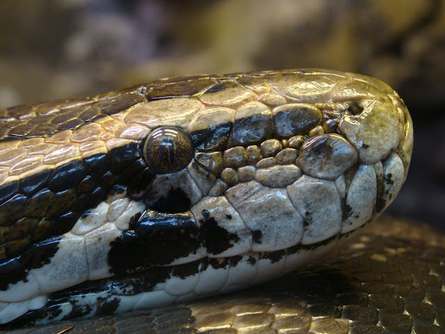 28.01.2012 Zoo Wroclaw