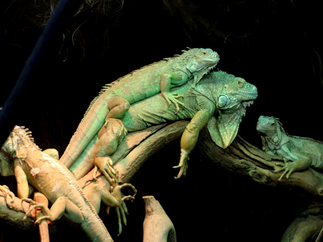 28.01.2012 Zoo Wroclaw