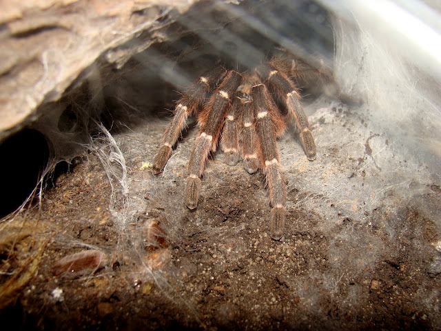 28.01.2012 Zoo Wroclaw