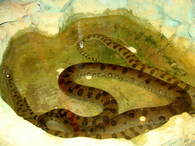 28.01.2012 Zoo Wroclaw