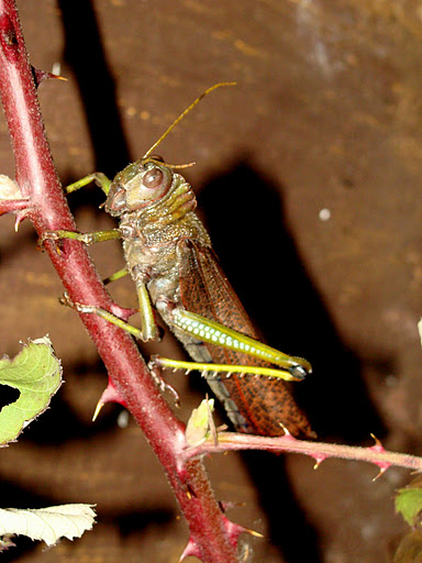 28.01.2012 Zoo Wroclaw