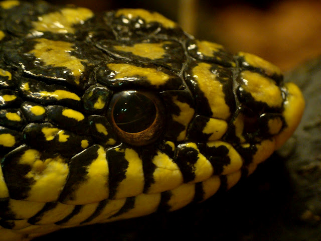 28.01.2012 Zoo Wroclaw