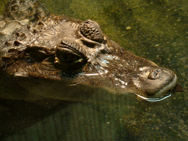 28.01.2012 Zoo Wroclaw