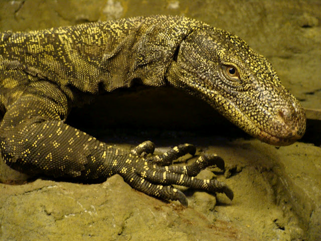 28.01.2012 Zoo Wroclaw