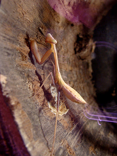 28.01.2012 Zoo Wroclaw