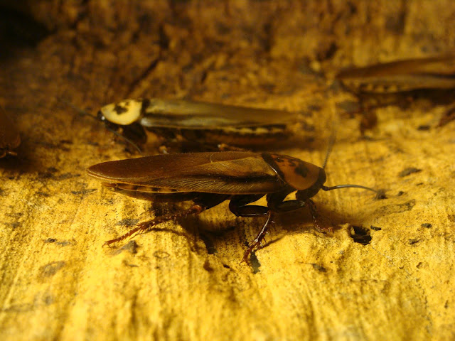 28.01.2012 Zoo Wroclaw