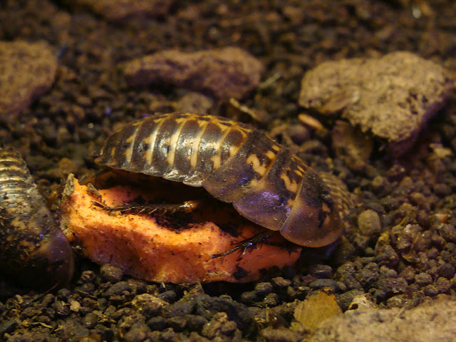 28.01.2012 Zoo Wroclaw