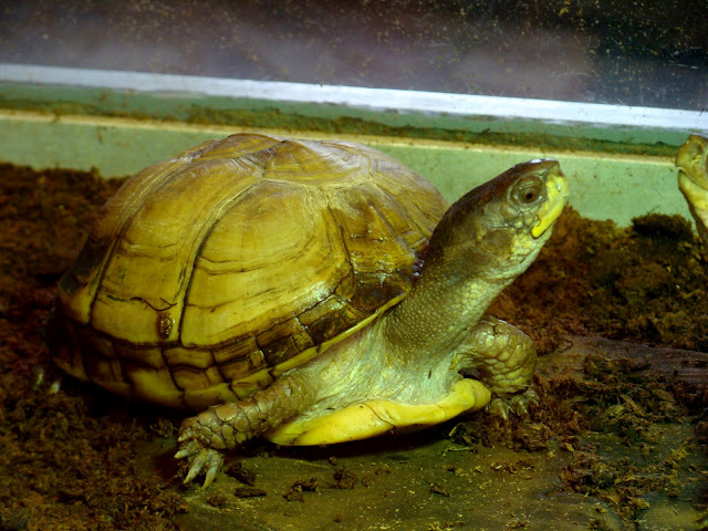 28.01.2012 Zoo Wroclaw