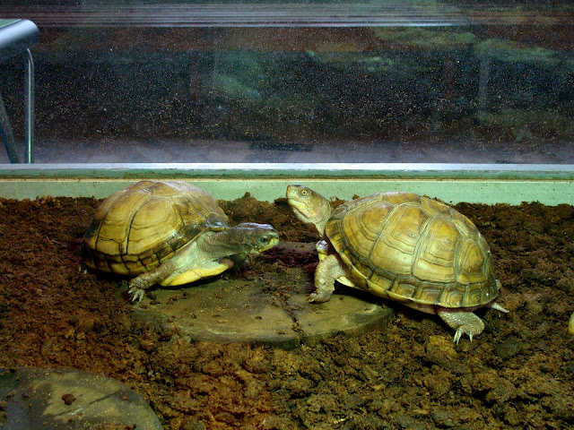 28.01.2012 Zoo Wroclaw