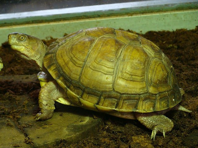 28.01.2012 Zoo Wroclaw