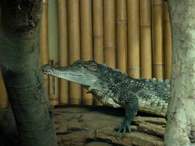 28.01.2012 Zoo Wroclaw